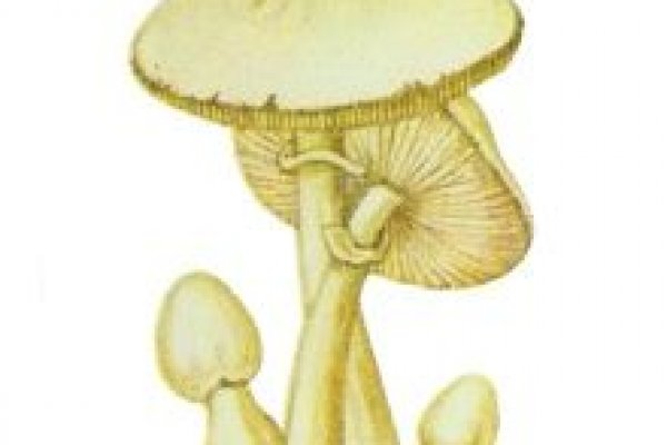 Kra41at